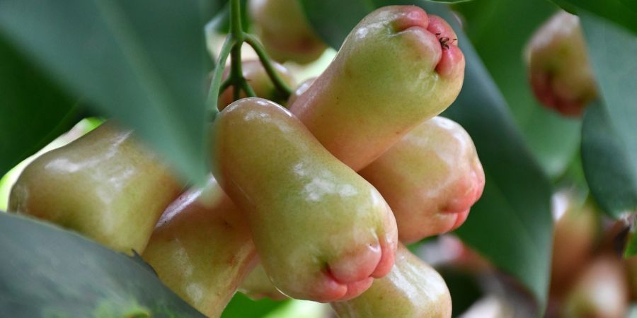 Water Apples
